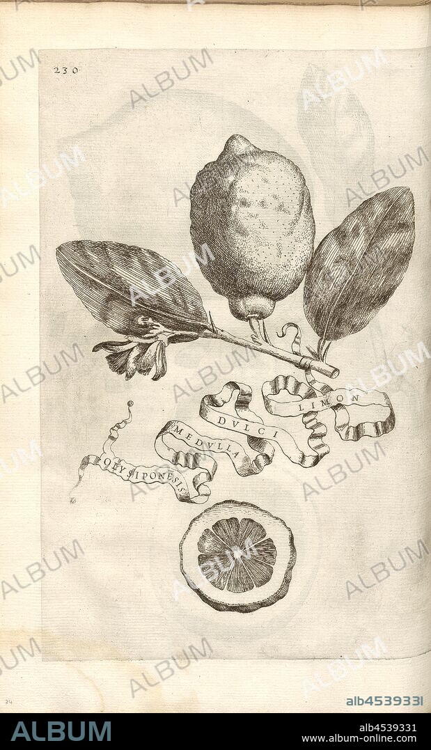 Limon fresh spinal olysiponesis, Citrus fruit, Fig. 36, p. 227, 1646, Giovanni Battista Ferrari: Hesperides sive de malorum aureorum cultura et usu libri quatuor. Romae: sumptibus Hermanni Scheus, 1646.