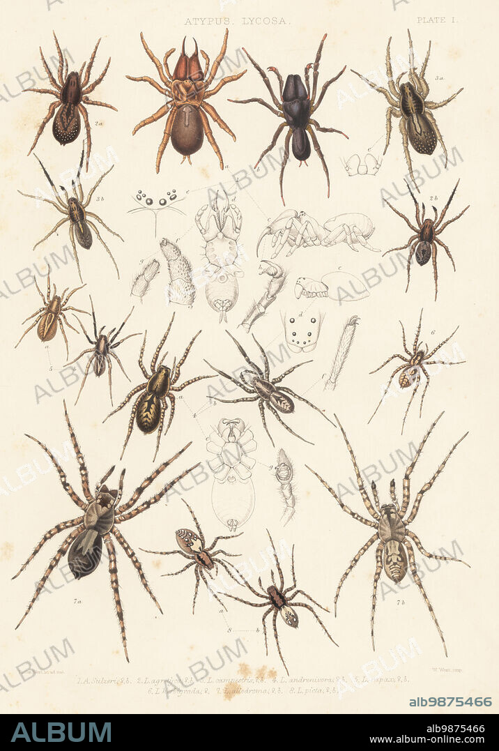 Purse web spider, Atypux affinis 1, ground wolf spider, Trochosa terricola 2, rustic wolf spider, Trochosa ruricola 3, wolf spider, Alopecosa accentuata 4, Alopecosa pulverulenta 5, Pardosa palustris 6, Arctosa cinerea 7 and sand bear spider, Arctosa perita 8. Handcoloured lithograph by W. West after Tuffen West from John Blackwalls A History of the Spiders of Great Britain and Ireland, Ray Society, London, 1861.
