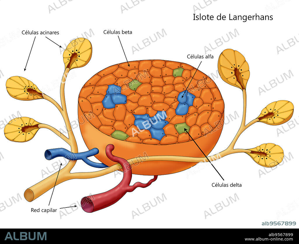 Diagram of the Islets of Langerhans. Shown are the acinar cells, beta cells, alpha cells, delta cells and the capillary network.