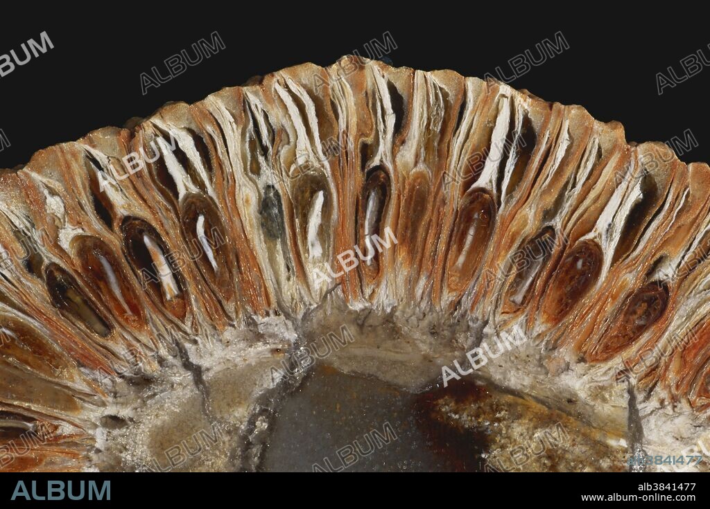 Fossil Araucaria cone (Araucaria mirabilis) from the Mid-Jurassic Period in the province of Santa Cruz, Argentina.  This cross-section is about 4cm across.