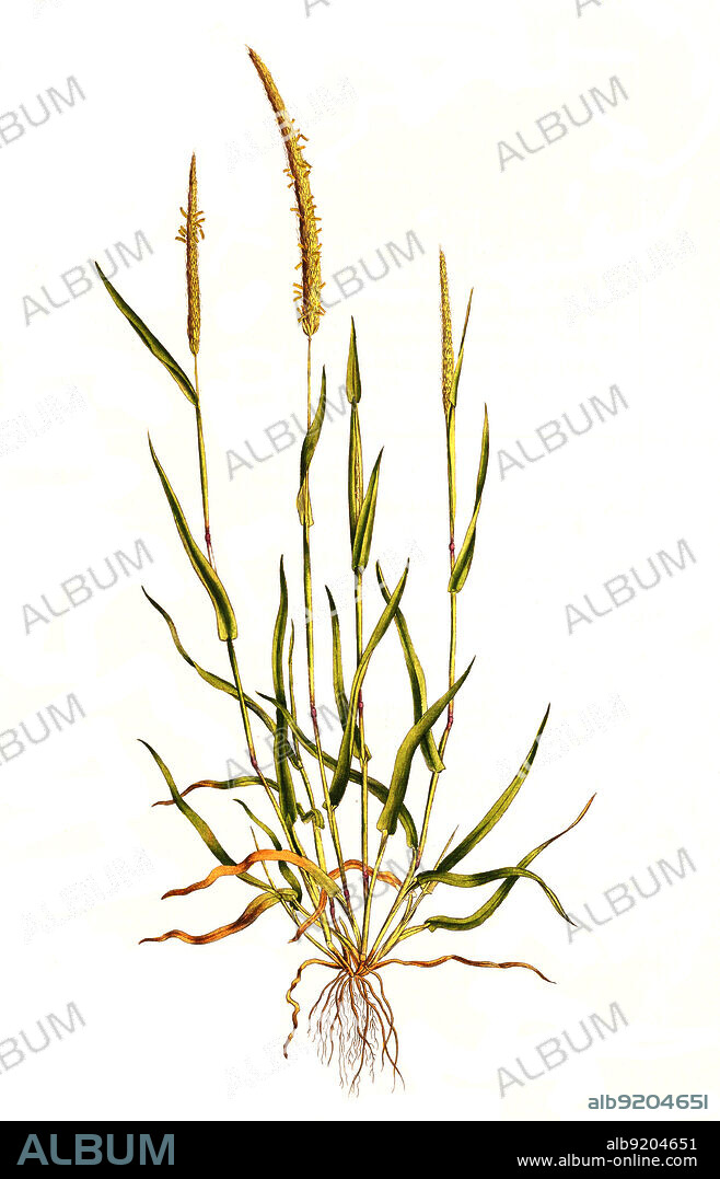 Acker-Fuchsschwanzgras, Alopecurus myosuroides Huds., Syn. Alopecurus agrestis / Alopecurus myosuroides is an annual grass, native to Eurasia, found in moist meadows, deciduous forests, and on cultivated and waste land. It is also known as slender meadow foxtail, black-grass, twitch grass, and black twitch, historical, digital improved reproduction of an original from the 19th century / digital restaurierte Reproduktion einer Originalvorlage aus dem 19. Jahrhundert, genaues Originaldatum nicht bekannt.