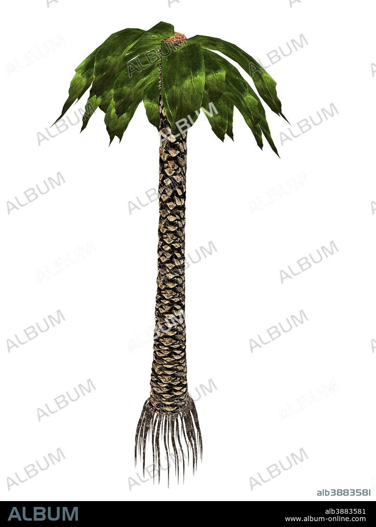 Bjuvia simplex prehistoric tree, isolated on white background.