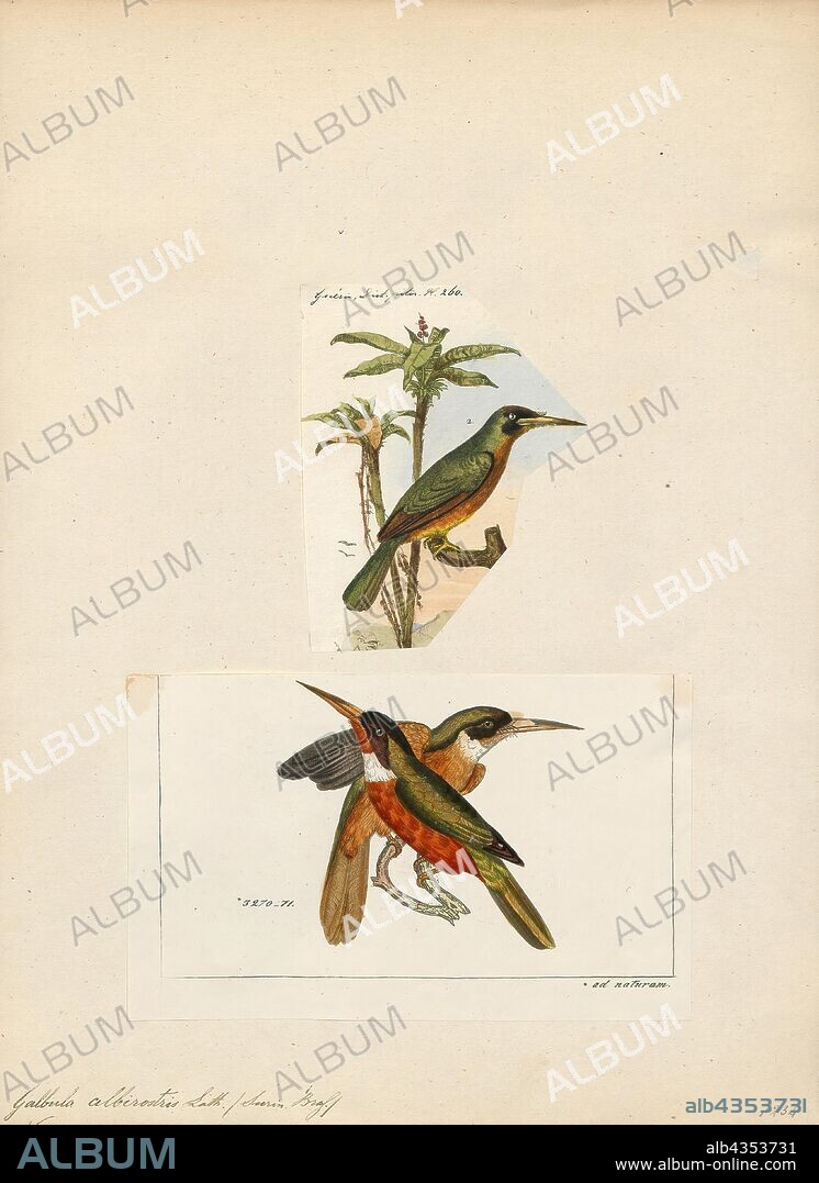 Galbula albirostris, Print, The yellow-billed jacamar (Galbula albirostris) is a species of bird in the family Galbulidae. It is found in Brazil, Colombia, French Guiana, Guyana, Suriname, and Venezuela. It is a bird of the Amazon Basin; its range is only on the north side of the Amazon River, except at the river's outlet in a small region of northeastern Pará state, Brazil. The Andes cordillera is the western limit of the species., 1700-1880.