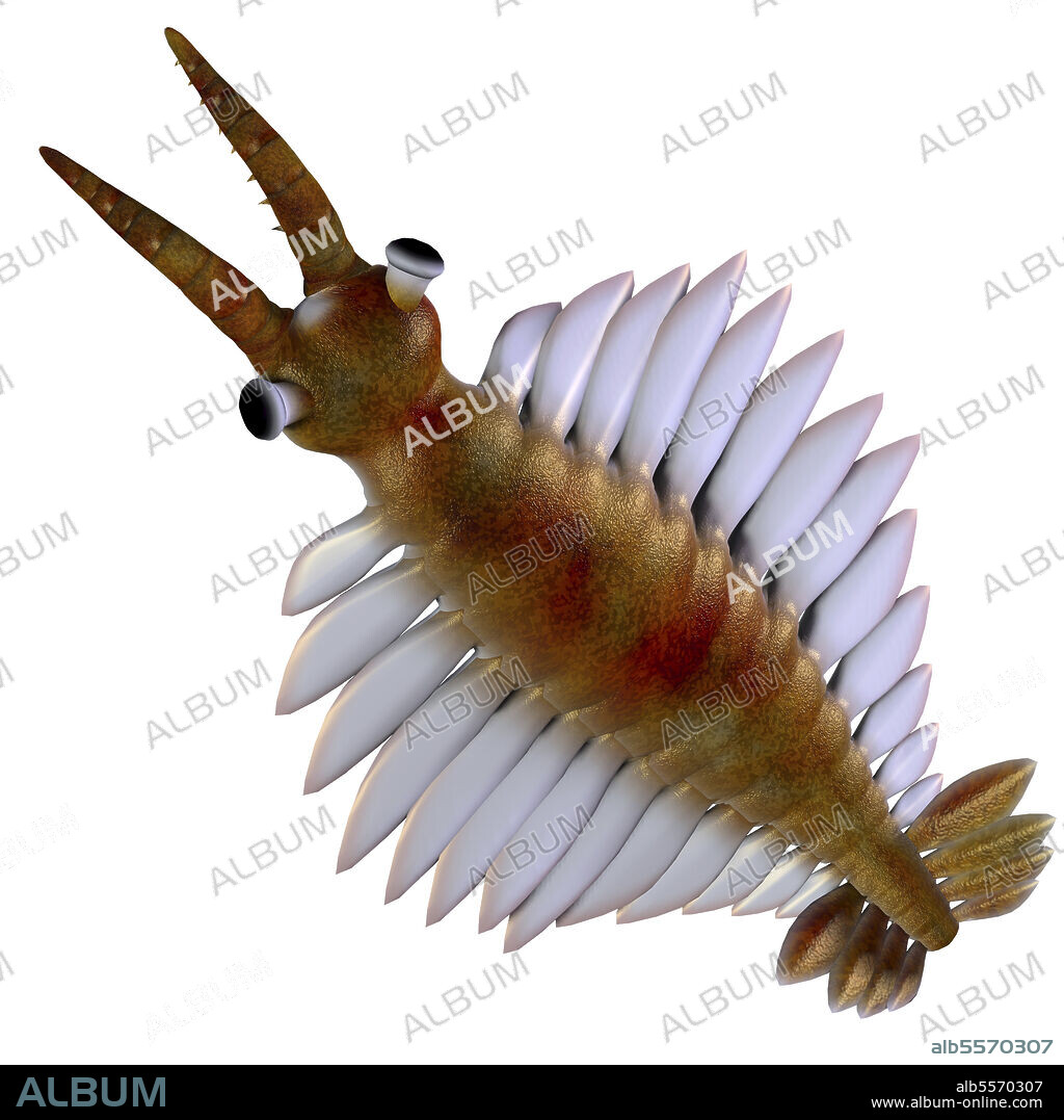 Anomalocaris from the Cambrian Period. Anomalocaris was a marine carnivorous fish that lived in the seas of the Cambrian Period.