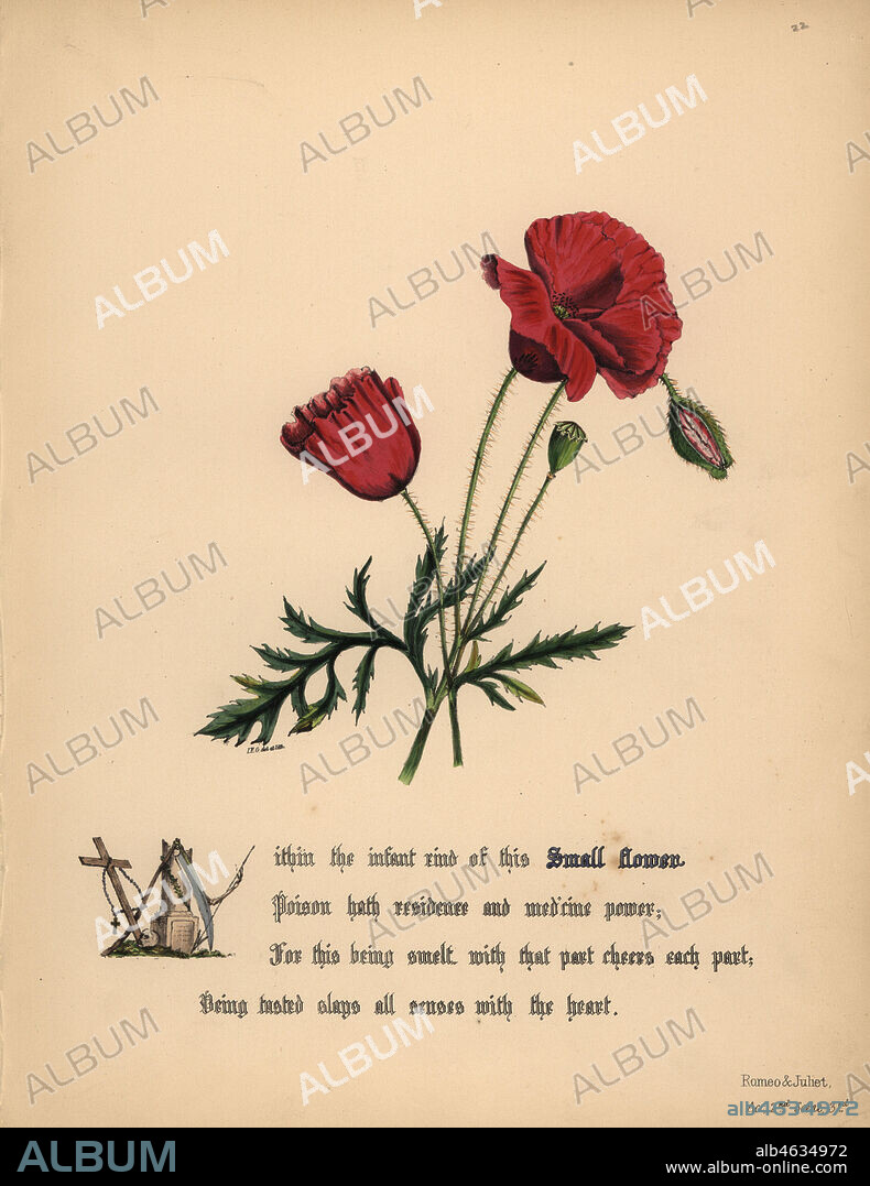 Small Flower or poppy (Romeo and Juliet). Handcoioured botanical illustration drawn and lithographed by Jane Elizabeth Giraud from The Flowers of Shakespeare, Day and Haghe, London, 1845.