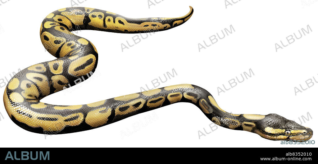 Large nocturnal nonvenomous snake found in hot regions of Asia, Africa and Australia; it often lives in trees and kills its prey by strangulation.