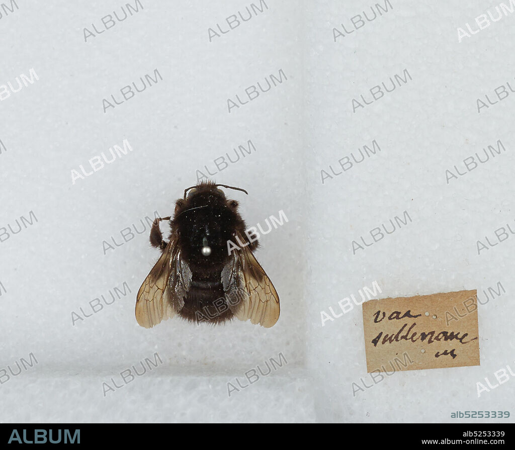 Bombus (Subterraneobombus) subterraneus (Linnaeus), Animalia, Arthropoda, Insecta, Hymenoptera, Apidae, Apinae.