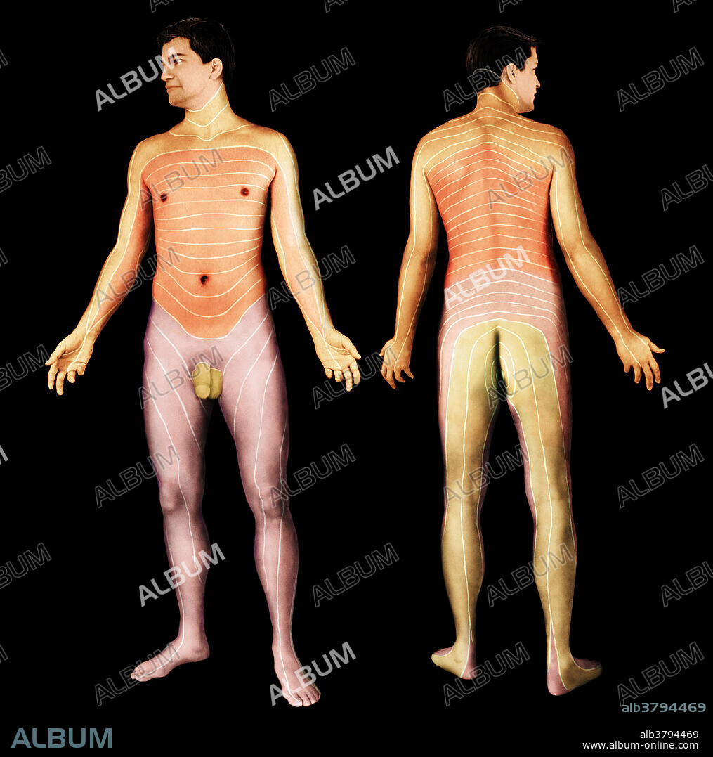 Dermatomes, areas of the skin that are innervated by cutaneous branches of a single spinal nerve. Dermatomes can be used by neurologists to track peripheral nerves and identify injured areas. However, since zones overlap slightly, nerve distribution can only be approximated.