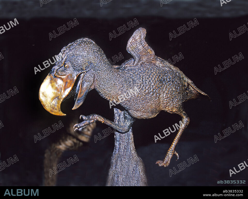 Terror Bird, Titanis walleri; huge extinct bird, reconstruction; at Florida Museum of Natural History, Gainesville, Fla.