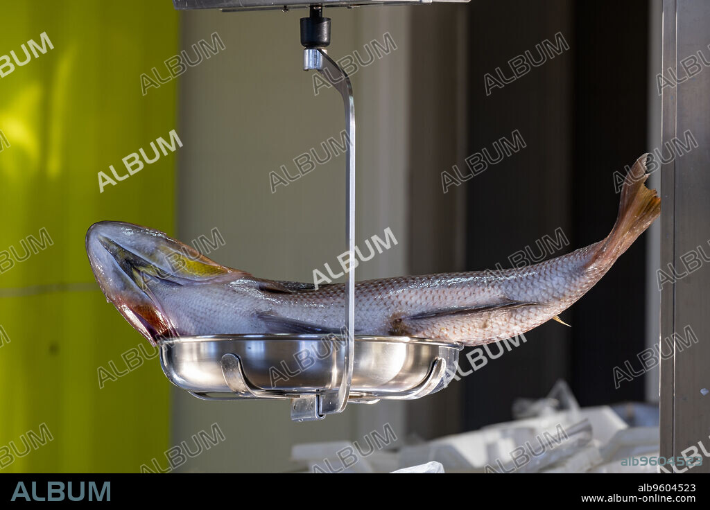 pescado en la lonja del puerto de Andratx, Mallorca, Balearic Islands, Spain.
