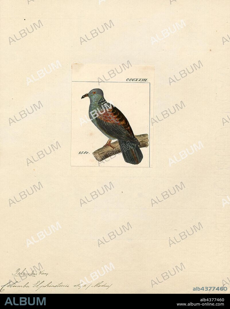 Columba elphinstonii, Print, The Nilgiri wood pigeon (Columba elphinstonii) is large pigeon found in the moist deciduous forests and sholas of the Western Ghats in southwestern India. They are mainly frugivorous and forage in the canopy of dense hill forests. They are best identified in the field by their large size, dark colours and the distinctive checkerboard pattern on their nape., 1820-1860.