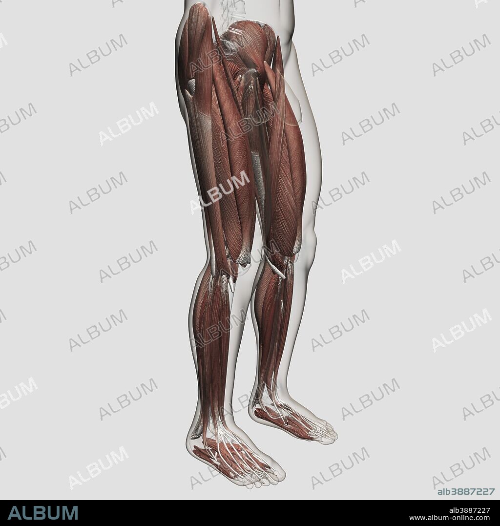 Male muscle anatomy of the human legs, anterior view.