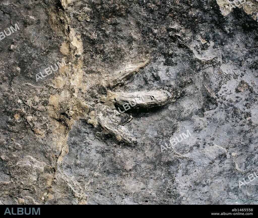 YACIMIENTO DE ICNITAS DE VALDEBRAJES. Consta de huellas de Celurosaurios. Detalle. Cercanías de Cervera del río Alhama. La Rioja. España.