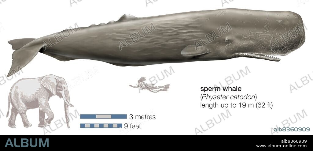 Sperm whale (Physeter catodon).