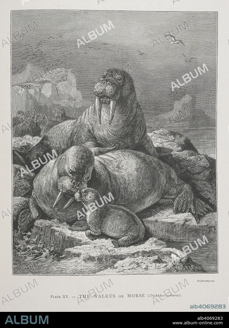 ALFRED RUSSEL WALLACE. The Walrus or Morse. The Geographical Distribution of Animals, with a study of the relations of living and extinct faunas as elucidating the past changes of the earth's surface. ... . London, 1876. Source: 07209.dd.1 plate XV.