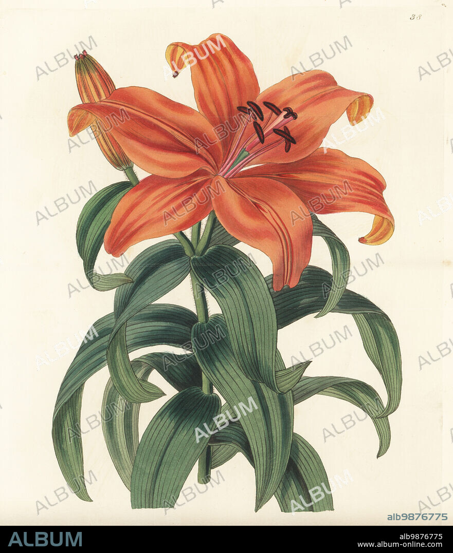 Japanese lily or sukashi yuri, Lilium maculatum var. maculatum. Thunberg's orange lily, Lilium thunbergianum. Native to Japan, introduced to Europe by German botanist Philipp Franz von Siebold. Handcoloured copperplate engraving by George Barclay after a botanical illustration by Sarah Drake from Edwards Botanical Register, edited by John Lindley, published by James Ridgway, London, 1839.