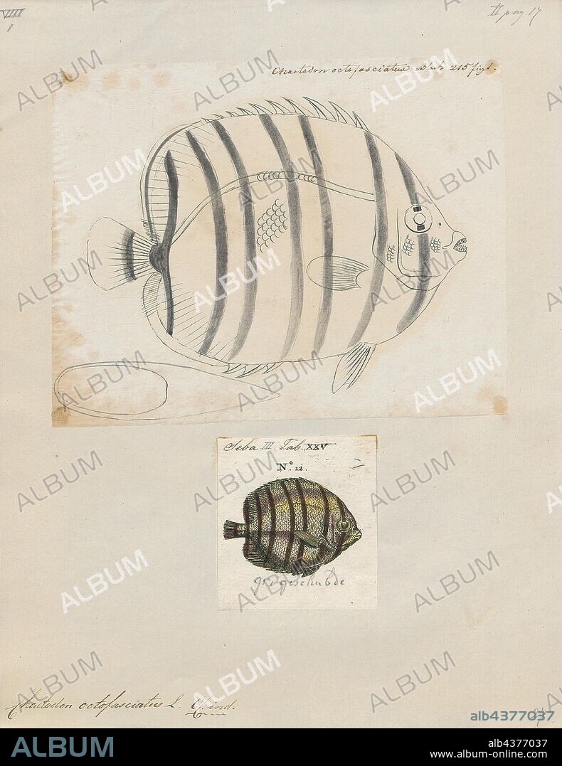 Chaetodon octofasciatus, Print, The Eight-banded Butterflyfish or eightband butterflyfish (Chaetodon octofasciatus) is a species of butterflyfish (family Chaetodontidae). It is found in the Indo- west Pacific region from Indonesia and the Philippines via Papua New Guinea and the Great Barrier Reef to the Solomon Islands, Palau, and north to China; it extends into the Indian Ocean at least to the Maldives, India and Sri Lanka., 1700-1880.