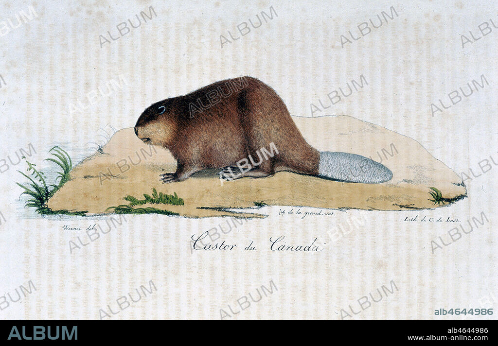 Planche zoologique : Castor du Canada . Gravure de WERNER in Histoire naturelle des mammifères, par Etienne Geoffroy SAINT-HILAIRE et Frédéric CUVIER en 1824. Collection Mx/Kharbine-Tapabor.
