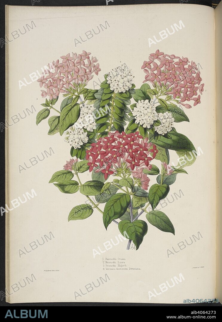 EDWARD GEORGE HENDERSON et JAS ANDREWS. New hybrid bouvardias, etc. 1. Bouvardia Oriana; 2. Bouvardia Laura; 3. Bouvardia Hogarth; 4. Veronica decussata Devoniana. The Illustrated Bouquet, consisting of figures, with descriptions of new flowers. London, 1857-64. Source: 1823.c.13 plate 3.
