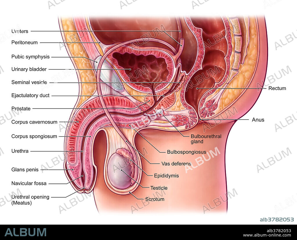 Male Pelvis, Illustration