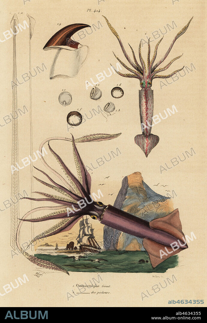 Humboldt squid, Dosidicus gigas 1, and European flying squid, Todarodes sagittatus 2. Ommastrephe geant, Ommastrephe des pecheurs. Handcoloured steel engraving by du Casse after an illustration by Adolph Fries from Felix-Edouard Guerin-Meneville's Dictionnaire Pittoresque d'Histoire Naturelle (Picturesque Dictionary of Natural History), Paris, 1834-39.