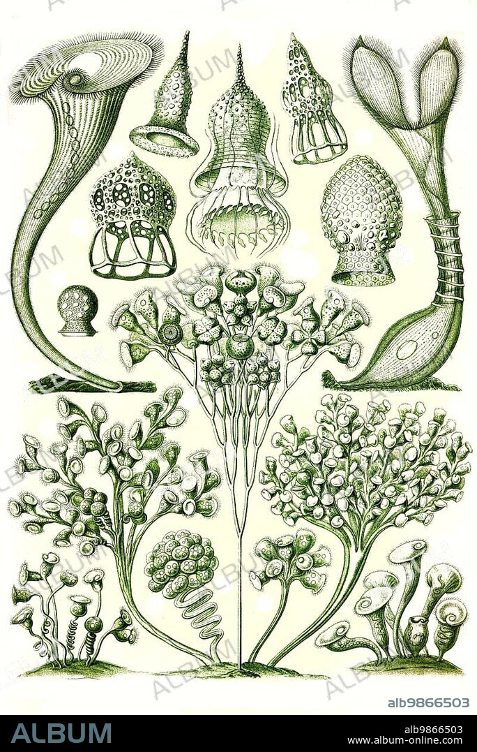 Ciliata, ciliate, ciliates, unicellular eukaryotes found in freshwater, marine and terrestrial environments whose cell surface is wholly or partially covered by cilia, Art Forms of Nature, Historical, c. 1840, digitally restored reproduction of a 19th century original