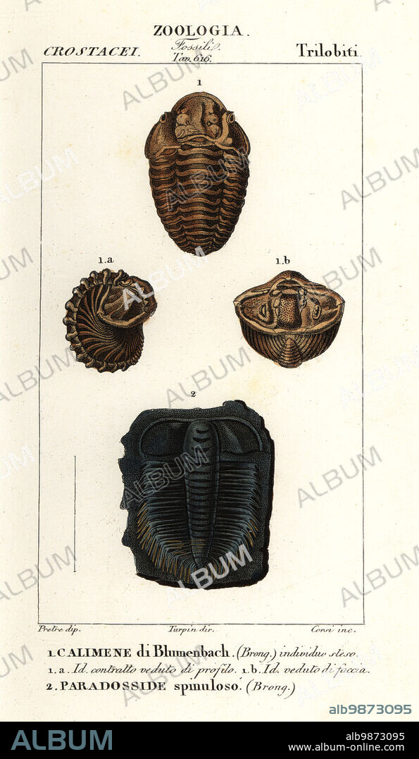 Fossils of extinct Trilobites. Dudley bug or Dudley locust, Calymene blumenbachii 1, and Paradoxides spinulosus 2. Calimene di Blumenbach, Paradosside spinuloso. Handcoloured copperplate stipple engraving from Antoine Laurent de Jussieu's Dizionario delle Scienze Naturali, Dictionary of Natural Science, Florence, Italy, 1837. Illustration engraved by Corsi, drawn by Jean Gabriel Pretre and directed by Pierre Jean-Francois Turpin, and published by Batelli e Figli. Turpin (1775-1840) is considered one of the greatest French botanical illustrators of the 19th century.