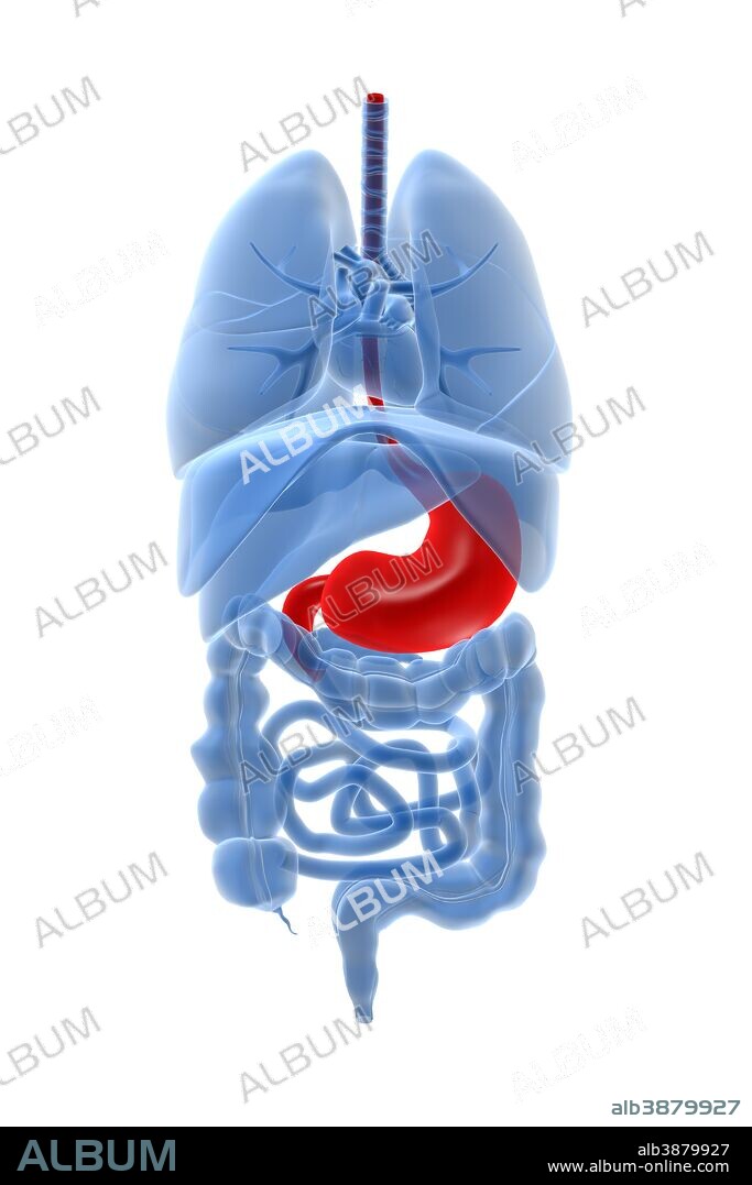X-ray image of internal organs with stomach highlighted in red.