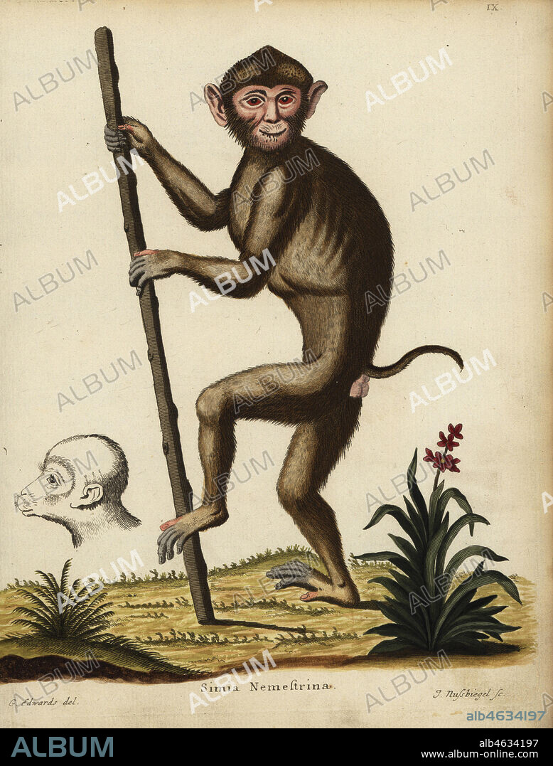 Southern pig-tailed macaque, Macaca nemestrina. Vulnerable. Simia nemestrina. Handcoloured copperplate engraving by Johann Nussbiegel after an illustration by George Edwards from Johann Christian Daniel Schreber's Animal Illustrations after Nature, or Schreber's Fantastic Animals, Erlangen, Germany, 1775.