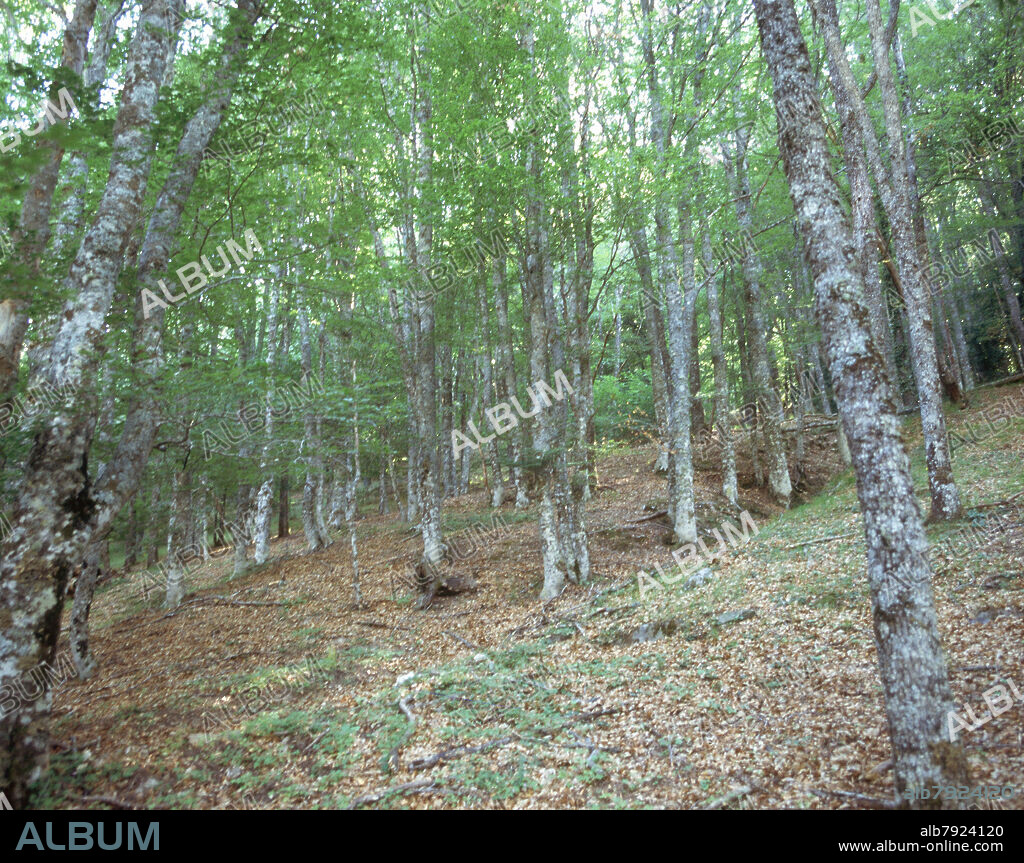 BOSQUE DE HAYAS EN VERANO - FOTO AÑOS 00.