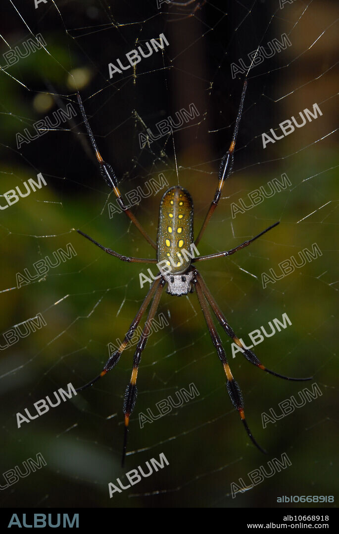 Golden Orb-weaver Spider. Nephila clavipes. Selva Verde, Costa Rica. 30 Dec. 2011.