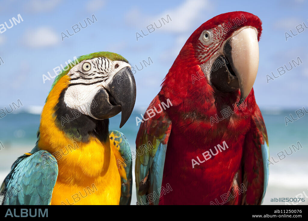 Colourful parrots, Punta Cana, Dominican Republic, West Indies, Caribbean, Central America.