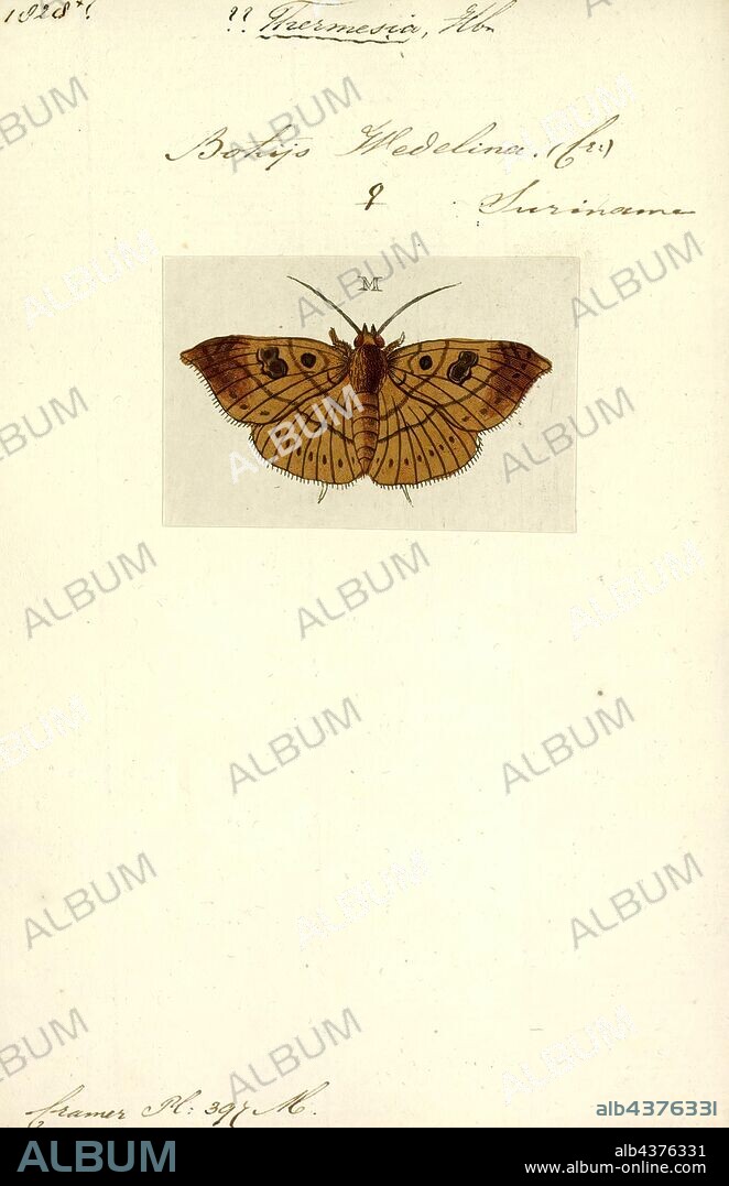 Thermesia, Print, Thermesia is a genus of moths of the family Noctuidae erected by Jacob Hübner in 1825. The Global Lepidoptera Names Index has this name as a synonym of Hemeroblemma.