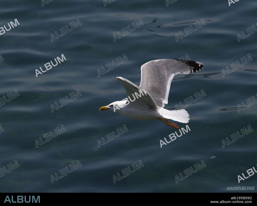 GAVIOTA ARGENTEA (Larus argentatus). Ave caradriforme de la familia de los láridos. Ejemplar volando.