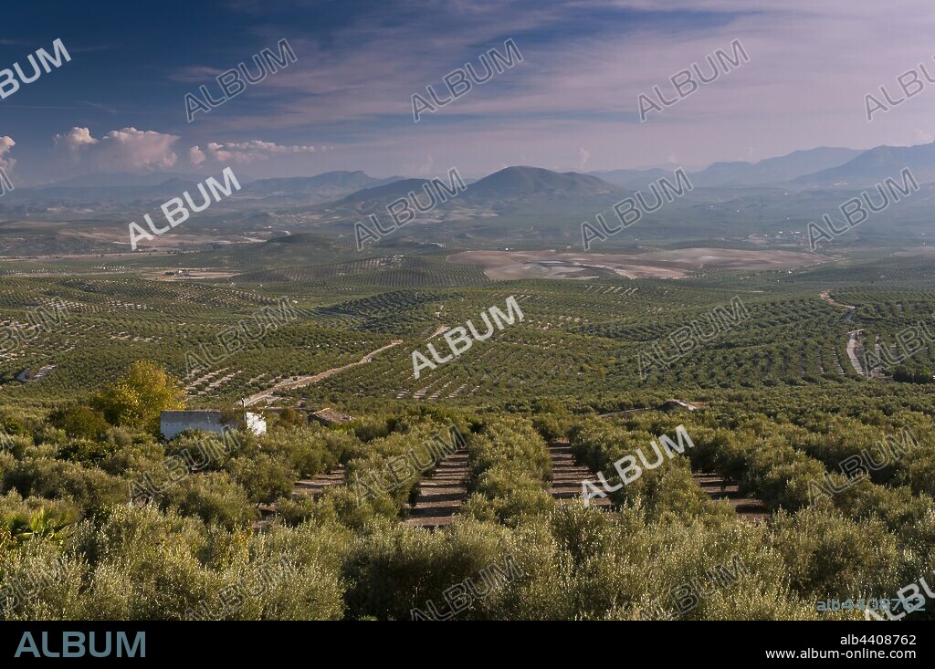 Olive grove and Sierra Magina Natural Park, Ubeda, Jaen province, Region of Andalusia, Spain, Europe.