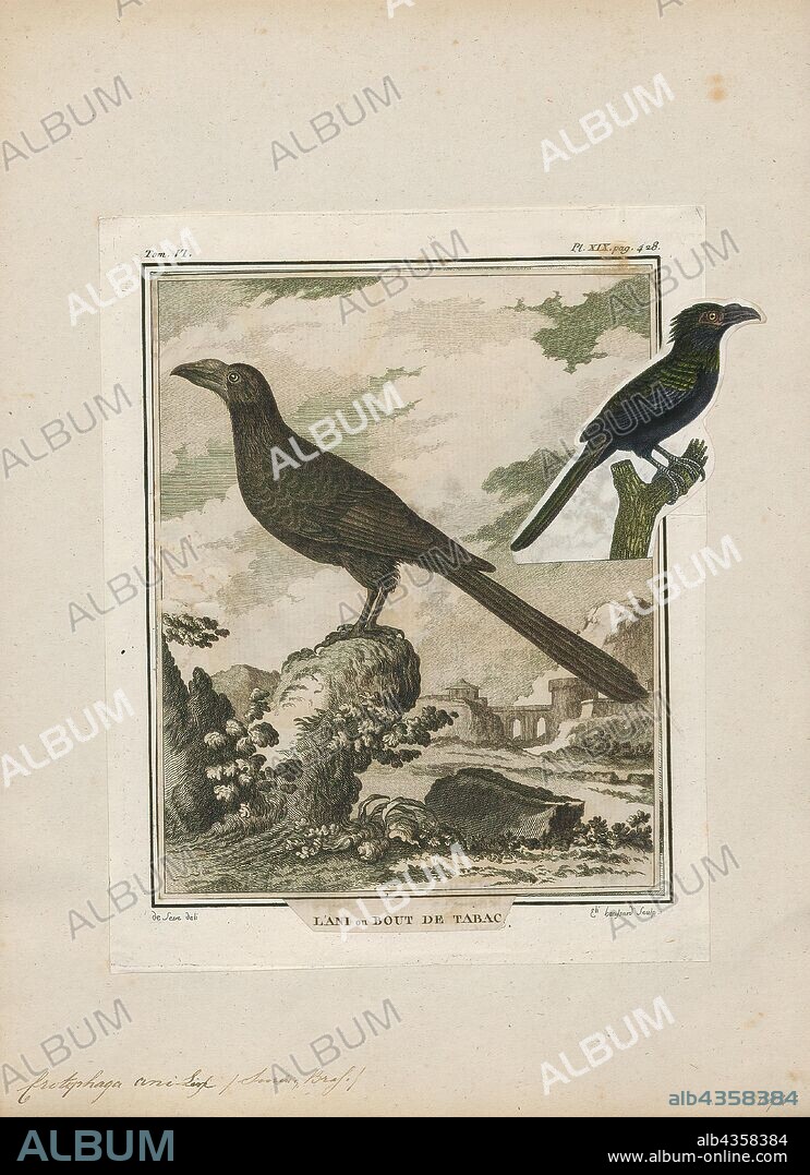 Crotophaga ani, Print, The smooth-billed ani (Crotophaga ani) is a large near passerine bird in the cuckoo family. It is a resident breeding species from southern Florida, the Bahamas, the Caribbean, parts of Central America, south to western Ecuador, Brazil, and northern Argentina., 1700-1880.