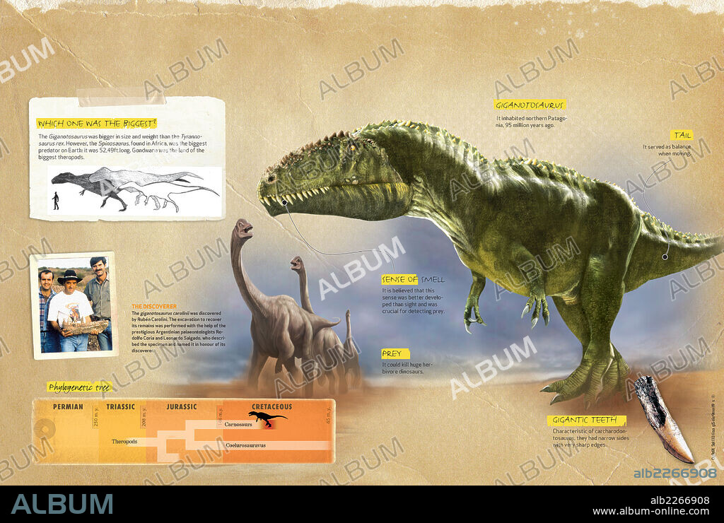 Características del Giganotosaurus. Infografía sobre los hábitos y características del Giganotosaurio, dinosaurio carnívoro de grandes proporciones que vivió durante el Cretácico de la era Mesozoica.