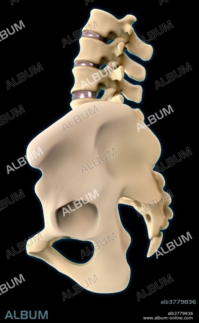 A 3D illustration of the bones of the hip from a lateral view, which includes the pelvis, sacrum, coccyx and lumbar vertebrae.