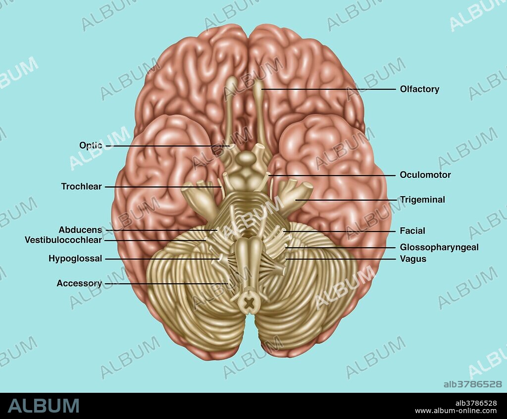 Illustration showing anatomy of the brain, inferior (underside) view. Noted anatomy include the following areas: olfactory, optic, oculomotor, trochlear, trigeminal, abducens vestibulocochlear, hypoglossal, accessory, facial, glossopharyngeal, and vagus.