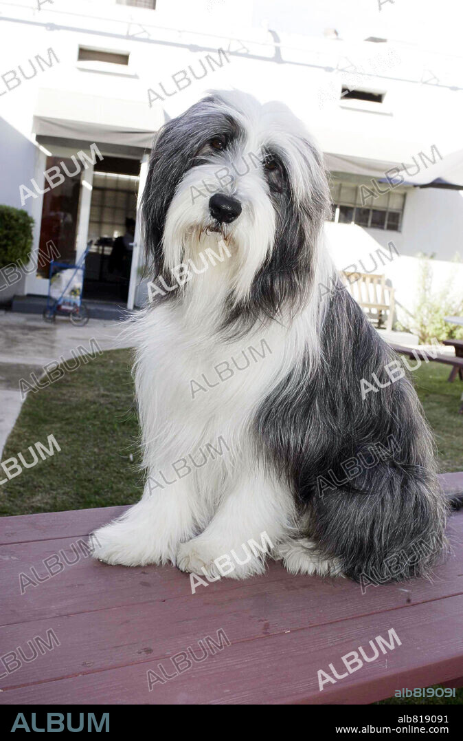 CARIÑO, ESTOY HECHO UN PERRO, 2006 (THE SHAGGY DOG), dirigida por BRIAN ROBBINS. Copyright DISNEY ENTERPRISES / LEDERER, JOSEPH.