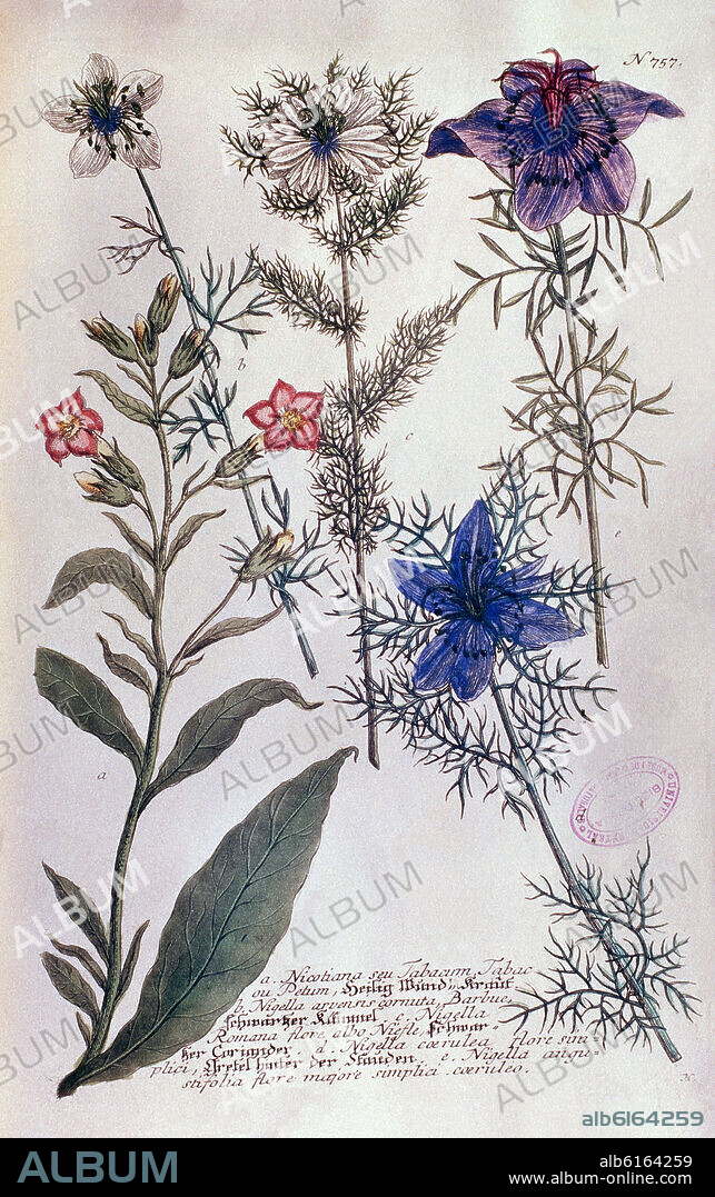 DIBUJO-PLANTA DE TABACO Y FLOR DE NICOTINA.