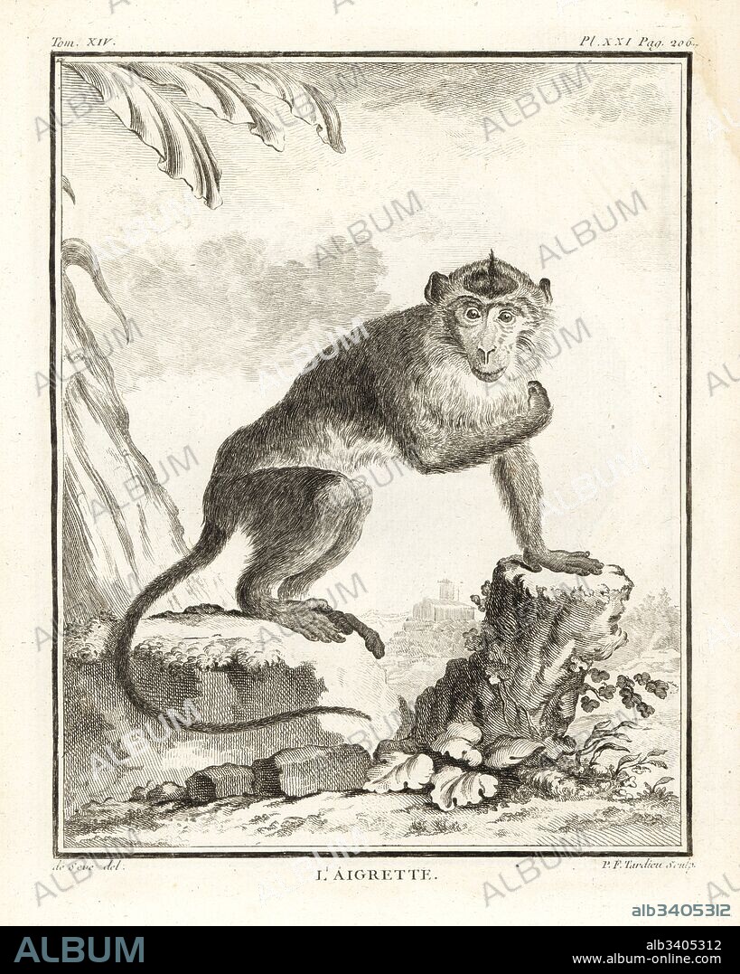 Crab-eating macaque or egret, Macaca fascicularis. Copperplate engraving by P.F. Tardieu after an illustration by Jacques de Seve from Georges-Louis Leclerc, Comte de Buffon's Histoire Naturelle, Imprimerie Royale, Paris, 1766.