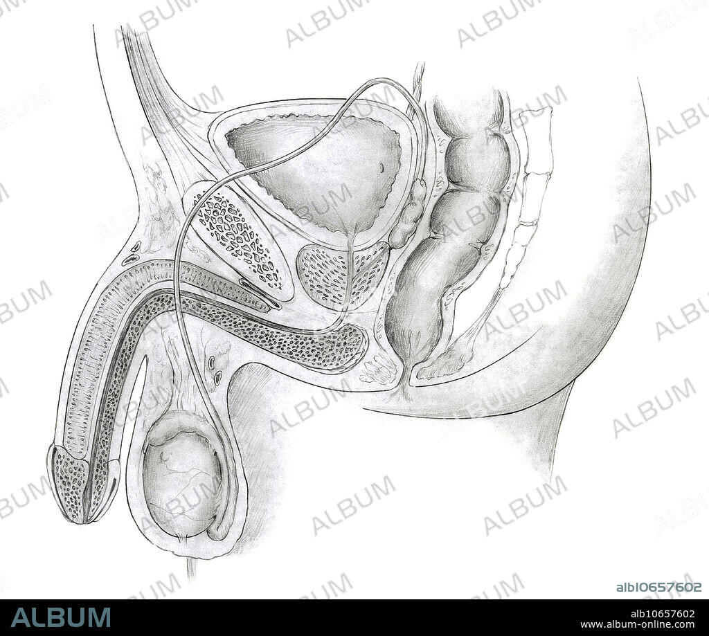 Male Reproductive System