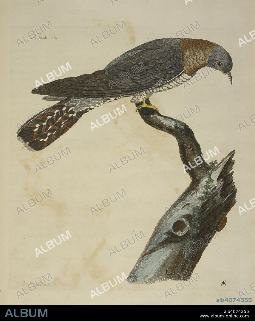 THOMAS PENNANT, P MAZELL and P PAILLOU. The Cuckoo. The British Zoology. T. Pennant; London, 1766. Source: 459.g.1, before 81.