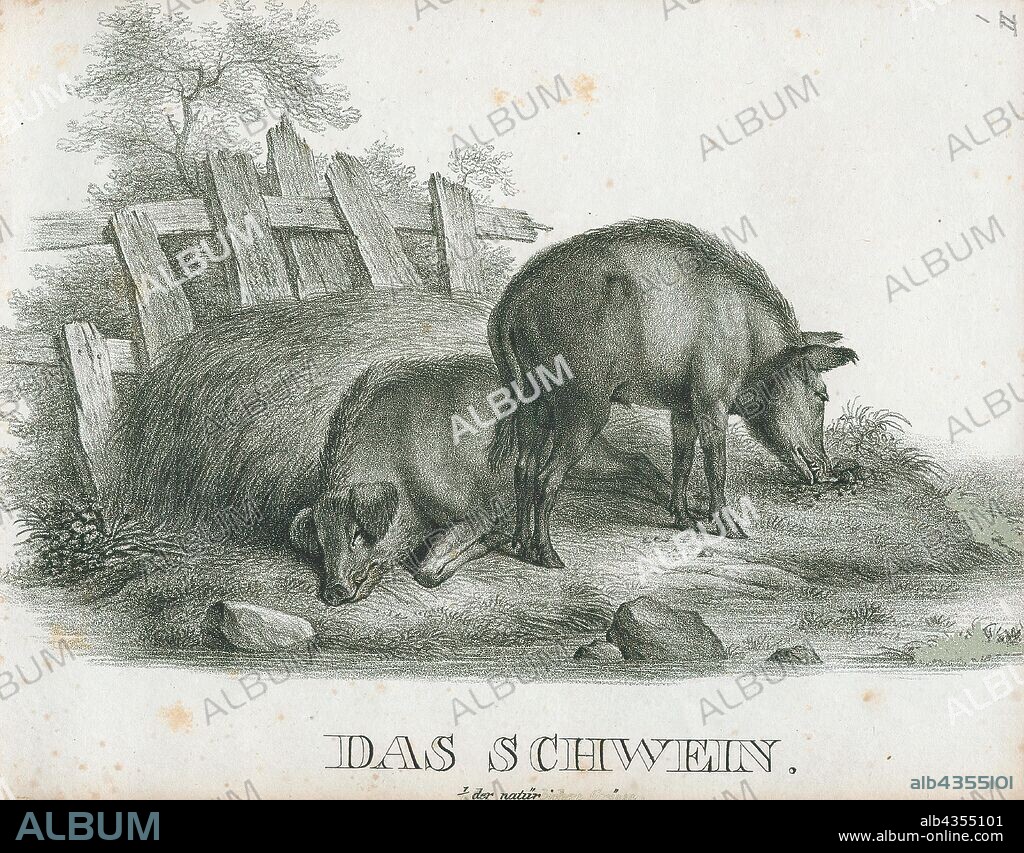 Sus scrofa domestica, Print, The domestic pig (Sus scrofa domesticus or only Sus domesticus), often called swine, hog, or simply pig when there is no need to distinguish it from other pigs, is a domesticated large, even-toed ungulate. It is variously considered a subspecies of the Eurasian boar or a distinct species. The domestic pig's head-plus-body-length ranges from 0.9 to 1.8 m (35 to 71 in), and adult pigs typically weigh between 50 and 350 kg (110 and 770 lb), with well-fed individuals often exceeding this weight range. The size and weight of a hog largely depends on its breed. Compared to other artiodactyls, its head is relatively long, pointed, and free of warts. Even-toed ungulates are generally herbivorous, but the domestic pig is an omnivore, like its wild relative., 1700-1880.