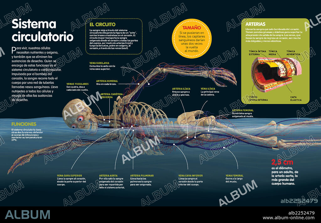 SISTEMA CIRCULATORIO. Infografía sobre el sistema circulatorio humano, sus funciones, las principales arterias y venas del cuerpo y la estructura interna de una arteria.