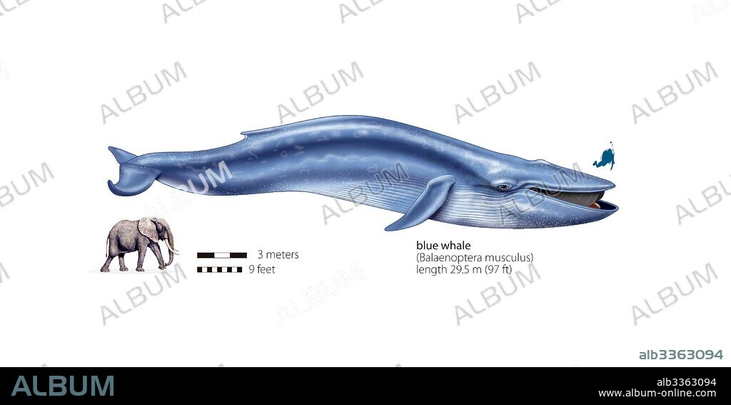 Tamaño comparativo entre la ballena azul, el elefante y el hombre.