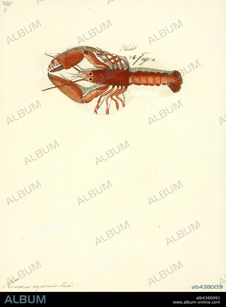 Homarus capensis, Print, The Cape lobster, Homarinus capensis, is a species of small lobster that lives off the coast of South Africa, from Dassen Island to Haga Haga. Only a few dozen specimens are known, mostly regurgitated by reef-dwelling fish. It lives in rocky reefs, and is thought to lay large eggs that have a short larval phase, or that hatch directly as a juvenile. The species grows to a total length of 10 cm (3.9 in), and resembles a small European or American lobster; it was previously included in the same genus, Homarus, although it is not very closely related to those species, and is now considered to form a separate, monotypic genus – Homarinus. Its closest relatives are the genera Thymops and Thymopides.