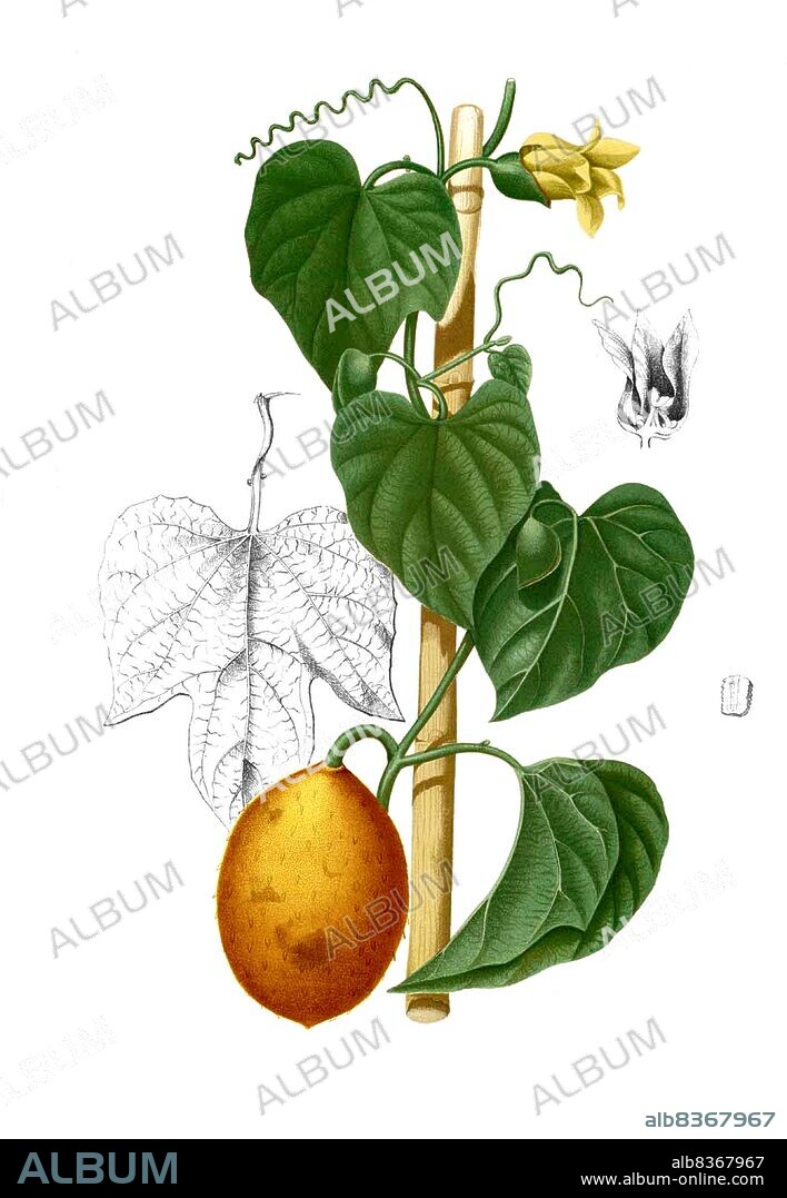 Vietnam / Philippines: Gac fruit (<i>Momordica cochinchinensis</i>), from Francisco Manuel Blanco's <i>Flora de Filipinas</i>, 1883.<br/><br>. Gc (<i>Momordica cochinchinensis</i>), originally discovered in Vietnam, is a type of perennial melon grown throughout Southeast Asia and Northeastern Australia. Gc is notable for its orange-reddish color resulting from its rich content of beta-carotene and lycopene.