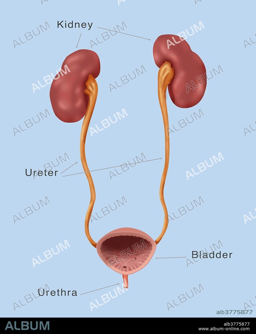Renal System. Illustration of the kidneys, ureter, urinary bladder and urethra.